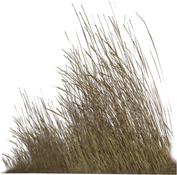 NicePng_dry-grass-png_1197169